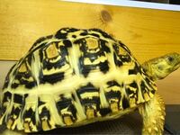 度々質問失礼します ヒョウモンリクガメの甲羅なんですが 飼い始めて約１ Yahoo 知恵袋