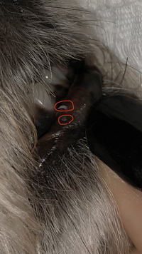 犬の口内 顎の裏側 に画像のような出来物があります 半透明の白っぽい色をして Yahoo 知恵袋