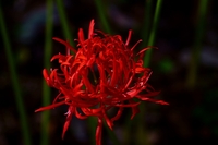 アニメのopをみていると頻繁に主題歌協力 外村敬一とあるのですが Yahoo 知恵袋