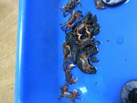 これは何蟹ですか どう見てもサワガニではありませんね ベンケ Yahoo 知恵袋