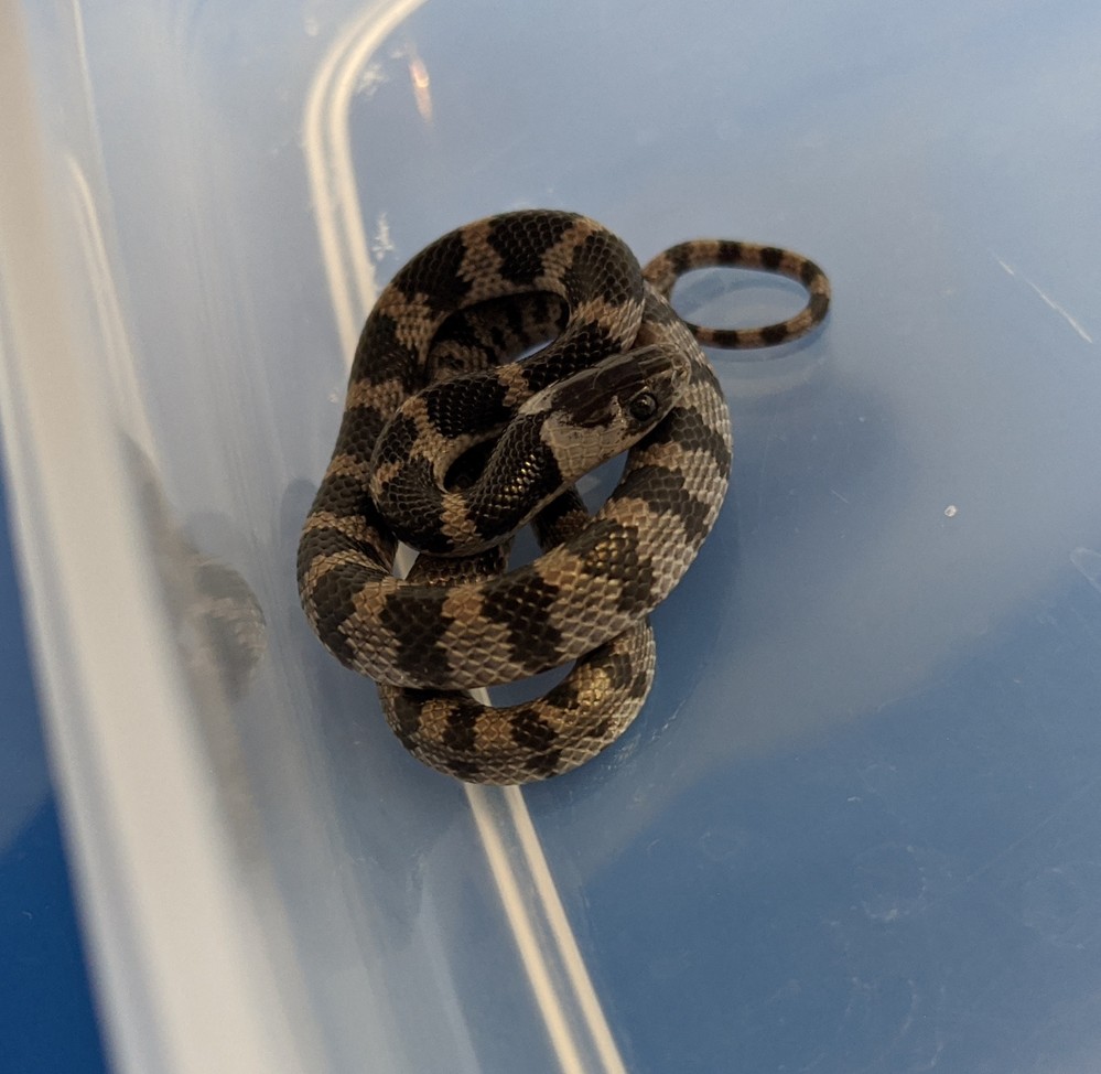 この蛇は シロマダラでしょうか 先日家の駐車場にいたのを捕まえて Yahoo 知恵袋