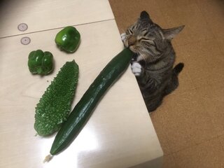 あれれ おかしいぞ 猫はきゅうりを見たらびっくりして大ジャンプするんじゃなか Yahoo 知恵袋