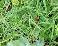 エノコログサではないような気がするのですがこの葉の名前がわかりませ Yahoo 知恵袋