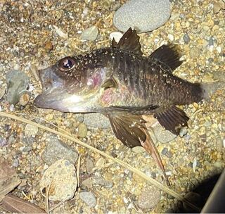 この魚なんて魚ですか 小さい魚です 毒はあるのでしょうか 教えてくださ Yahoo 知恵袋