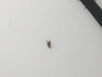 部屋の窓のサッシを中心に 画像のような1ミリもない羽虫が発生してい Yahoo 知恵袋