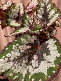 至急助けて欲しい観葉植物がいます レックスベゴニアエスカルゴを2週 Yahoo 知恵袋