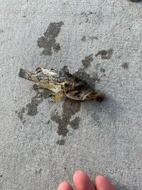 この魚の名前がわかる方いますか 体の部分が硬い感じです Yahoo 知恵袋