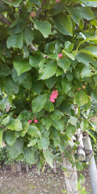 この赤い実が成る植物 木 の名前を教えて下さい よろしくお願いします Yahoo 知恵袋