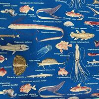 小ネタな大喜利 海辺でいじめられていた深海魚を助けて お礼に深海まで連れていっ Yahoo 知恵袋