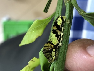 アゲハチョウの幼虫を育てています 今年ナミアゲハを多数 クロアゲハを3頭 ナ Yahoo 知恵袋