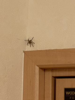 アシダカグモの子供ですか そうじゃなかった場合追い払いたいと思います Yahoo 知恵袋