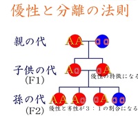 進化論 ネオ ダーウィニズム の 突然変異の蓄積 について Yahoo 知恵袋