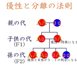 Yahoo!知恵袋★進化論(ネオ・ダーウィニズム)の『突然変異の蓄積』について
