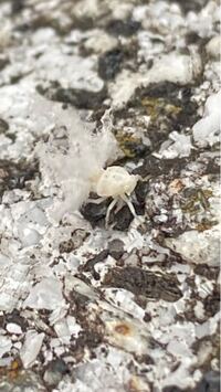 雪虫の南限 熊本県合志市で見ました 雪虫の南限 の事でｗｅｂしました Yahoo 知恵袋