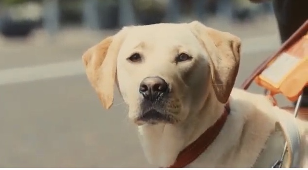 日本盲導犬協会のcmが気持ち悪いです 盲導犬が可哀想 と言われた後 Yahoo 知恵袋