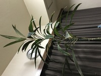 伸びすぎた観葉植物どうしたらいいですか 友達からもらった観葉植物が大きくなり Yahoo 知恵袋