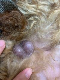 犬の睾丸が黒く腫れています つい先程気付いたのですが 写真のように 黒く ブ Yahoo 知恵袋