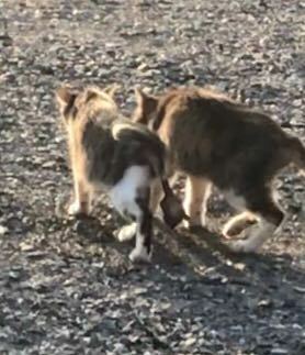 この猫の尻尾なんかおかしくないですか 病気だったりするんで Yahoo 知恵袋