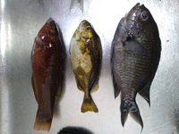 今朝 徳島県鳴門市でサビキで釣りました 素人で分かりませ 何の魚でしょうか Yahoo 知恵袋