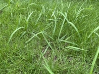 雑草だらけになってしまった芝生を 芝刈り機で刈り込みました 除草剤で枯らして Yahoo 知恵袋