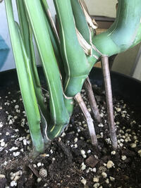 鉢底石の代わりに 発泡スチロールを細かくして敷くのを テレビか何かで見ま Yahoo 知恵袋