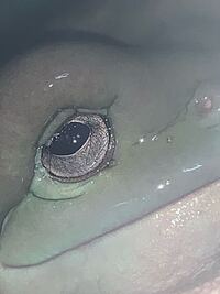 高校1年の生物の宿題 そこで質問なのですが カエルのまぶたと人間の Yahoo 知恵袋