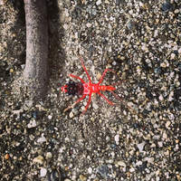 公園に赤い蜘蛛みたいな生き物を見つけました この虫の名前を教えて下さい Yahoo 知恵袋