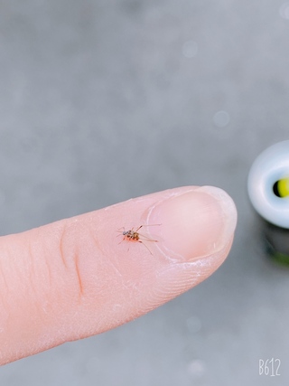 おはようございますヾ ﾂ虫博士に質問です この小さい可愛 Yahoo 知恵袋