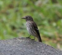 美味しんぼの２１巻に 禁断の鳥 の話があります 料亭で鳥料理が運 Yahoo 知恵袋