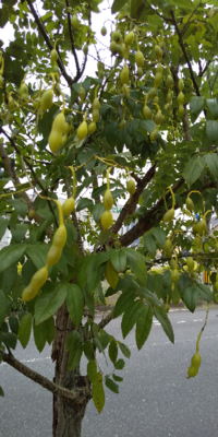 観葉植物についての質問です ジャックと豆の木を10年以上育てて Yahoo 知恵袋