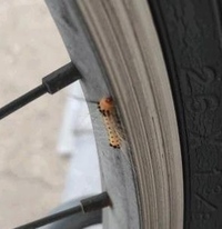 この毛虫はなんの幼虫ですか 頭がオレンジで オレンジの体に黒い斑点 Yahoo 知恵袋