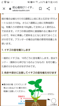 イチゴの農業について調べていたらランナーというのがよく分かりません Yahoo 知恵袋