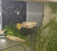 妊娠しているグッピーを親戚にもらったのですが もう家に来て1ヶ月半 Yahoo 知恵袋