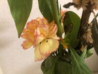 花に黒い粒 買ってきた切り花をお部屋に生けていたら 黒いポツポツしたゴ Yahoo 知恵袋