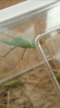 バッタはキャベツを食べますか 食べますがどちらかというとイネ科の方を Yahoo 知恵袋