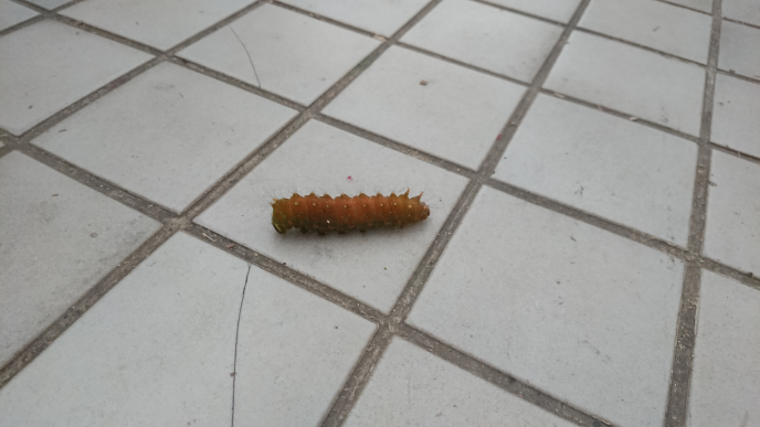 これはなんという虫ですか? 毛虫だと思います。結構大きくてたぶん10cm弱くらいだったと思います。
