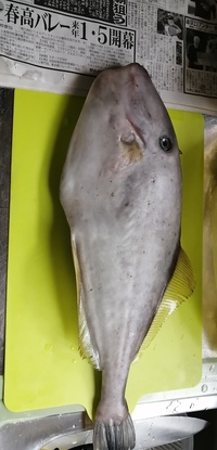 この魚は ウマヅラハギですか 口元が少し違うような 今まで見た中で一番大きい Yahoo 知恵袋