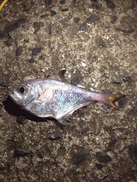 緊急 この魚の名前を教えてください鹿児島県桜島の港で夜釣りをしてたらオキア Yahoo 知恵袋