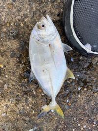 この魚はなんですか ギンガメアジの子供 通称メッキ メッキア Yahoo 知恵袋