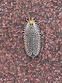 バス停のコンクリートで先日見つけた虫なのですが、何の虫かわかる方いらっしゃいませんか？
どなたか教えてください。 息子と一緒にこの虫が何なのかを探しています。
