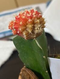 サボテン緋牡丹写真のように赤いはずが半分くらい黄色く 茶色くなって Yahoo 知恵袋