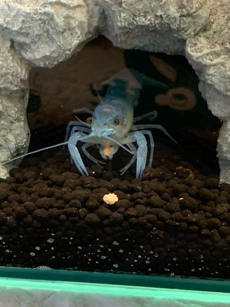 質問です 自分はザリガニの青を飼育しています このザリガニは成長ととも Yahoo 知恵袋