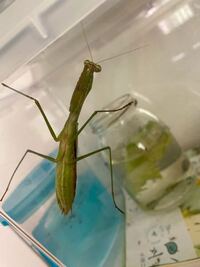 昨日 捕まえてきたカマキリ 種類はなんでしょうか 調べたけどいまい Yahoo 知恵袋