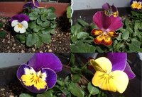 ビオラの種の採取について 知恵袋や様々な方のブログを拝見しまして1ヶ月弱 Yahoo 知恵袋