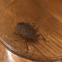 家の中でのそのそとこちらの虫が歩いてきました 断捨離してたの Yahoo 知恵袋