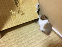 ゴールデンハムスターを飼っているのですが 部屋んぽをさせる際 Yahoo 知恵袋