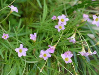 この花の名前を知ってる方夏に放射状の細い5枚葉がにょきにょき出て来 Yahoo 知恵袋