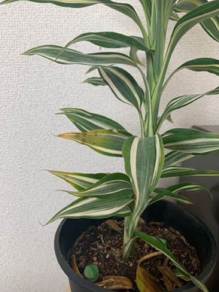 観葉植物を買うたびに茶色くなったり枯れたりするのでアドバイスください。 水はあげすぎていたので今は2週間あげていませんが 次は茶色い斑点のある葉っぱが現れました。 対処法はありますか？