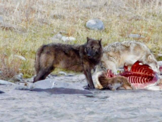 犬がオオカミと同じ食事 草食動物の内臓 骨 をしたら 健康的に生き Yahoo 知恵袋