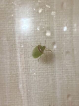 虫注意 至急です 洗濯物を畳んでいたら カメムシのような虫がいました Yahoo 知恵袋